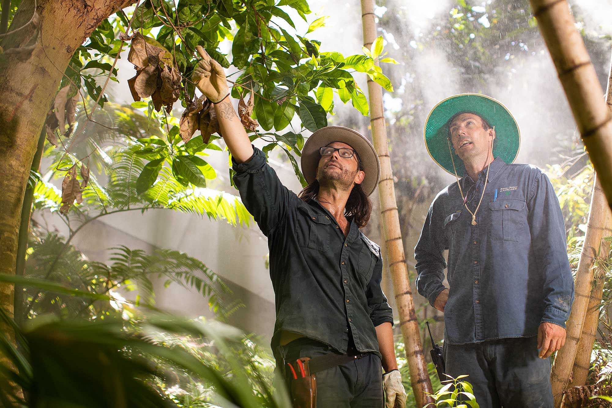 Agriculture or Forestry apprentice with trainer in rain forest